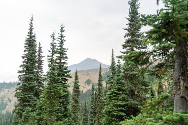 Yağmurlu ve bulutlu bir günde Olimpiyat Ulusal Parkı 'ndaki Ridge Kasırgası' nın tepesinden çarpıcı bir dağ manzarası. Port Angeles, Washington yakınlarında çekilmiş kaliteli bir fotoğraf..