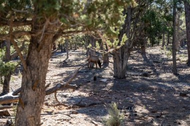 Geyik ormanda yiyecek bulmak için toprağı otlatır ve ağaçlar Büyük Kanyon Ulusal Parkı ziyaretçi merkezine yakındır. Arizona 'daki Grand Canyon Village yakınlarında çekilmiş kaliteli bir fotoğraf..