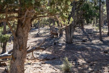 Geyik ormanda yiyecek bulmak için toprağı otlatır ve ağaçlar Büyük Kanyon Ulusal Parkı ziyaretçi merkezine yakındır. Arizona 'daki Grand Canyon Village yakınlarında çekilmiş kaliteli bir fotoğraf..