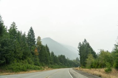 Pasifiğin kuzeybatısında karamsar ve sisli bir günde ağaçlar ve yeşilliklerle çevrili manzaralı bir yol. Washington 'da yüksek kaliteli bir fotoğraf çekildi..
