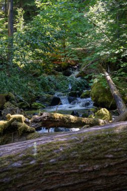 Devrilen bir ağaç kütüğü, Washington Silver Falls Döngü Yolu 'nda yeşilliklerle çevrili akan bir dere boyunca uzanır. Ohanapecosh Dağı yakınlarında çekilmiş kaliteli bir fotoğraf. Rainier Ulusal Parkı.