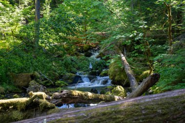 Devrilen bir ağaç kütüğü, Washington Silver Falls Döngü Yolu 'nda yeşilliklerle çevrili akan bir dere boyunca uzanır. Ohanapecosh Dağı yakınlarında çekilmiş kaliteli bir fotoğraf. Rainier Ulusal Parkı.