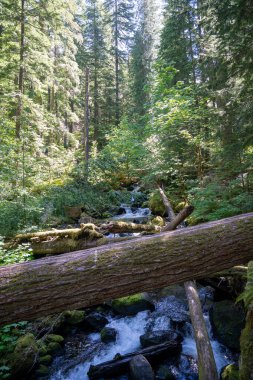 Devrilen bir ağaç kütüğü, Washington Silver Falls Döngü Yolu 'nda yeşilliklerle çevrili akan bir dere boyunca uzanır. Ohanapecosh Dağı yakınlarında çekilmiş kaliteli bir fotoğraf. Rainier Ulusal Parkı.