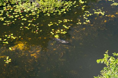 Bu, Miami, Florida yakınlarındaki Everglades Ulusal Parkı 'ndaki köpekbalığı vadisinde saklanan bir timsahın yüksek kaliteli bir fotoğrafı..