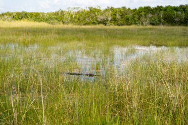 This is a high-quality photo of an alligator hiding in the water and brush of Shark Valley, Everglades National Park, taken near Miami, Florida. clipart