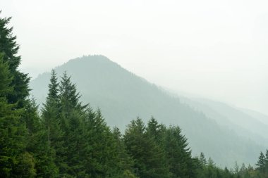Bir sürü yeşillik ve sisli Washington eyalet dağlarının kasvetli ve manzaralı manzarası. Olimpik Dağı yakınlarında yüksek kaliteli bir fotoğraf. Rainier ve Kuzey Şelaleleri Ulusal Parkları, Washington.