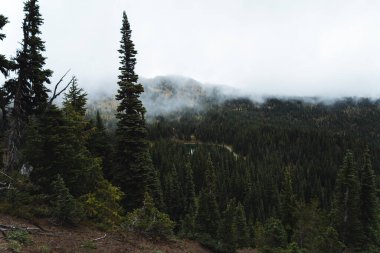 Bir sürü yeşillik ve sisli Washington eyalet dağlarının kasvetli ve manzaralı manzarası. Olimpik Dağı yakınlarında yüksek kaliteli bir fotoğraf. Rainier ve Kuzey Şelaleleri Ulusal Parkları, Washington.