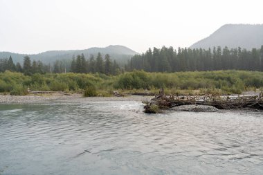 Bir sürü yeşillik ve sisli Washington eyalet dağlarının kasvetli ve manzaralı manzarası. Olimpik Dağı yakınlarında yüksek kaliteli bir fotoğraf. Rainier ve Kuzey Şelaleleri Ulusal Parkları, Washington.