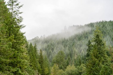 Bir sürü yeşillik ve sisli Washington eyalet dağlarının kasvetli ve manzaralı manzarası. Olimpik Dağı yakınlarında yüksek kaliteli bir fotoğraf. Rainier ve Kuzey Şelaleleri Ulusal Parkları, Washington.