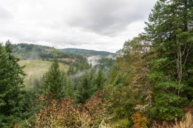 Bir sürü yeşillik ve sisli Washington eyalet dağlarının kasvetli ve manzaralı manzarası. Olimpik Dağı yakınlarında yüksek kaliteli bir fotoğraf. Rainier ve Kuzey Şelaleleri Ulusal Parkları, Washington.