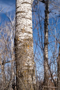 Güneşli bir bahar gününde William OBrien Eyalet Parkı 'ndaki kurak ve hareketsiz çayır ve ağaçların manzarası. St. Croix, Minnesota 'da Marine yakınlarında çekilmiş kaliteli bir fotoğraf..