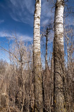 Güneşli bir bahar gününde William OBrien Eyalet Parkı 'ndaki kurak ve hareketsiz çayır ve ağaçların manzarası. St. Croix, Minnesota 'da Marine yakınlarında çekilmiş kaliteli bir fotoğraf..