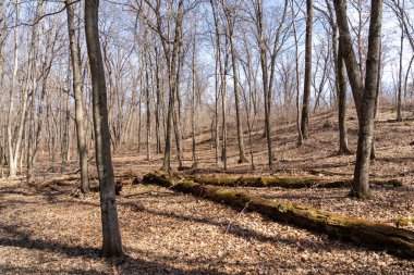 Güneşli bir bahar gününde William OBrien Eyalet Parkı 'ndaki kurak ve hareketsiz çayır ve ağaçların manzarası. St. Croix, Minnesota 'da Marine yakınlarında çekilmiş kaliteli bir fotoğraf..