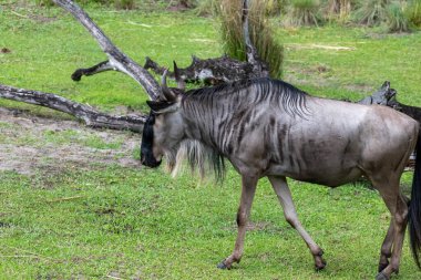 Güneşli bir yaz gününde Disneys Animal Kingdom Tema Parkı 'nda Kilimanjaro Safaris' te gezinen antiloplar. Orlando, Florida yakınlarında çekilmiş kaliteli bir fotoğraf..