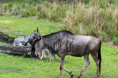 Güneşli bir yaz gününde Disneys Animal Kingdom Tema Parkı 'nda Kilimanjaro Safaris' te gezinen antiloplar. Orlando, Florida yakınlarında çekilmiş kaliteli bir fotoğraf..