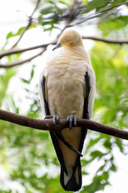 A yellow Pied Imperial Pigeon sits on a branch cleaning itself at Disneys Animal Kingdom. This high-quality photo was taken near Orlando, Florida. clipart