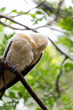 Sarı bir Pied İmparatorluk Güvercini Disney Hayvan Krallığı 'nda kendini temizleyen bir dalda oturur. Bu kaliteli fotoğraf Orlando, Florida yakınlarında çekildi..