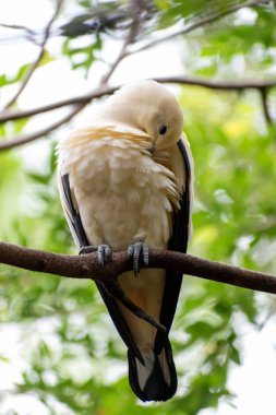 Sarı bir Pied İmparatorluk Güvercini Disney Hayvan Krallığı 'nda kendini temizleyen bir dalda oturur. Bu kaliteli fotoğraf Orlando, Florida yakınlarında çekildi..
