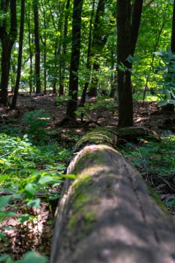 Güneşli bir günde, Frontenac Eyalet Parkı 'nda, devrilmiş bir ağaç ve bir sürü yeşillik olan yeşil bir orman. Frontenac, Minnesota yakınlarında çekilmiş kaliteli bir fotoğraf..