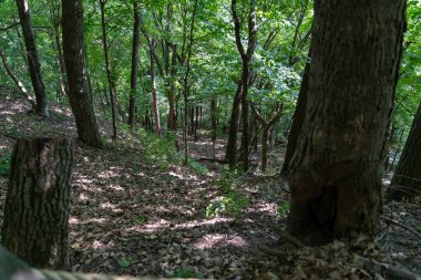 Güneşli bir günde, Frontenac Eyalet Parkı 'nda, devrilmiş bir ağaç ve bir sürü yeşillik olan yeşil bir orman. Frontenac, Minnesota yakınlarında çekilmiş kaliteli bir fotoğraf..