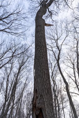 Soğuk bir Minnesota kışında Büyük Orman 'da kar yağan hareketsiz ve ölü ağaçlar. Wayzata Minnesota yakınlarında çekilmiş kaliteli bir fotoğraf..