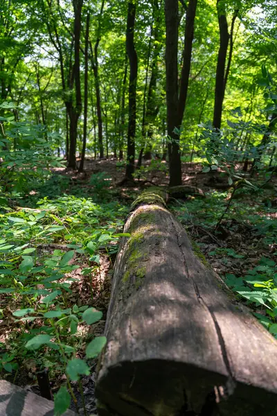 Güneşli bir günde, Frontenac Eyalet Parkı 'nda, devrilmiş bir ağaç ve bir sürü yeşillik olan yeşil bir orman. Frontenac, Minnesota yakınlarında çekilmiş kaliteli bir fotoğraf..