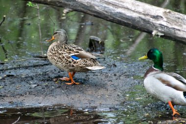 İki yaban ördeği, bir erkek ve bir dişi, kameradan Minnesota 'daki gölet suyuna doğru yürüyorlar. Bu, Eden Prairie, Minnesota yakınlarında çekilmiş kaliteli bir fotoğraf..