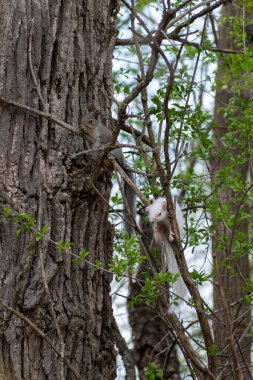 Gri bir Doğu Gri Sincap ve nadir bulunan bir beyaz albino sincap yemyeşil yapraklarla süslenmiş bir ağaçta birlikte gözlenirler. Eden Prairie, Minnesota yakınlarında çekilmiş kaliteli bir fotoğraf..