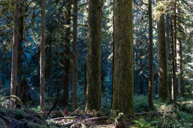 22 Gölü 'nün başında bol yeşillik ve yosunlu ağaçlarla kaplı kalın Washington ormanı. Granite Falls, Washington yakınlarında çekilmiş kaliteli bir fotoğraf..