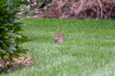 Genç, küçük bir tavşan yeşil arka bahçedeki çimlerde avcıları arıyor. Eden Prairie, Minnesota yakınlarında çekilmiş kaliteli bir fotoğraf..