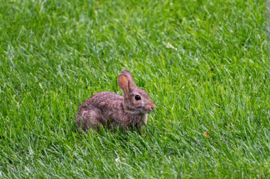 Genç, küçük bir tavşan yeşil arka bahçedeki çimlerde avcıları arıyor. Eden Prairie, Minnesota yakınlarında çekilmiş kaliteli bir fotoğraf..