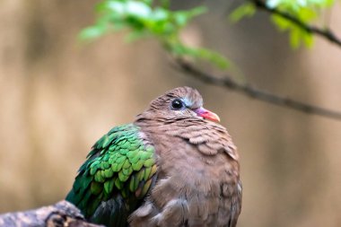 Serin bir zümrüt güvercin verimli yeşilliklerin arasına tünemiş, Disneys Hayvan Krallığı 'nda yakalanmış, canlı yeşil ve kahverengi tüylerini huzurlu bir doğal ortamda sergiliyor.