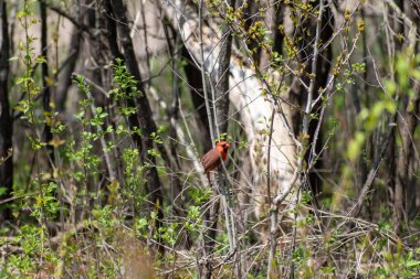 İnce dallara tünemiş canlı kırmızı bir kardinal, sakin bir orman ortamında yemyeşil yapraklarla çevrili, doğanın ve doğal ortamının güzelliğini gösteriyor..