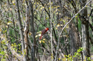 İnce dallara tünemiş canlı kırmızı bir kardinal, sakin bir orman ortamında yemyeşil yapraklarla çevrili, doğanın ve doğal ortamının güzelliğini gösteriyor..