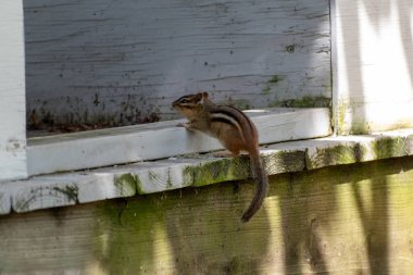 Tuhaf bir sincap yosun kaplı ahşap bir yüzeye tünemiş, yumuşak doğal ışıkla yıkanmış. Küçük cüssesi ve çizgili kürkü, bu sessiz ortamda büyüleyici bir manzara yaratıyor..