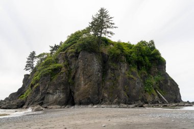 Abbey Island at Ruby Beach, a towering sea stack adorned with lush greenery, set against a cloudy sky. A serene coastal landscape perfect for nature and travel themes. clipart