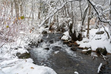 Millcreek Kanyonu 'nda kış harikalar diyarı. Karla kaplı bir dere, buzla kaplı dallarıyla huzurlu bir kış manzarası yaratan sakin bir ormanın içinden geçiyor..