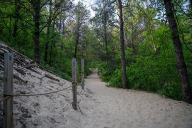 A serene sandy trail winds through the lush greenery of Indiana Dunes National Park, bordered by wooden posts and rope, offering a peaceful path for nature enthusiasts and hikers alike. clipart