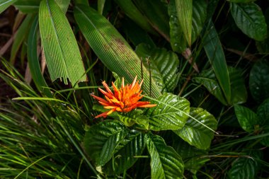 Canlı Justicia baharat çiçeği yemyeşil yaprakların ve yaprakların arasında çiçek açıyor. Parlak portakal çiçekleri yeşilliğe karşı durarak bitkinin büyüleyici doğal güzelliğini gözler önüne seriyor..