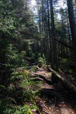 Beyaz Dağ Ulusal Ormanı 'ndaki Sugarloaf Dağı' ndaki New Hampshire manzaralı orman yolu. Bereketli yeşilliklerin arasından esen huzurlu yol, yüksek ağaçların arasında huzurlu bir doğa deneyimi sunuyor..