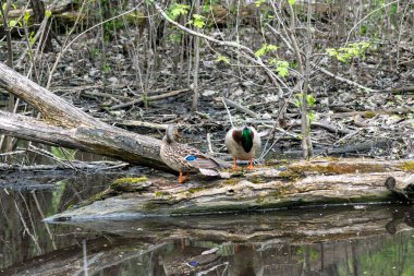 Bereketli yeşilliklerle çevrili sakin bir orman göletinde dinlenen iki ördek. Huzurlu ortam, doğal ortamlarında vahşi yaşamın barışçıl bir şekilde bir arada yaşamasını vurguluyor..