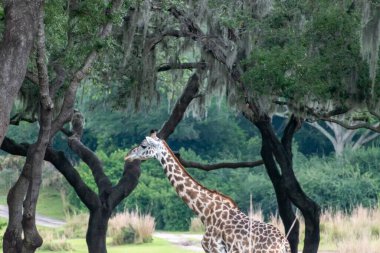 Huzurlu bir zürafa, uzun ağaçlar ve canlı otlarla çevrili yemyeşil bir bozkırda zarif bir şekilde duruyor. Doğal ortamında vahşi yaşamın güzelliğini ve sükunetini mükemmel bir şekilde yakalıyor..
