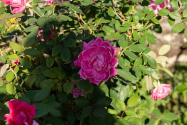 Canlı Çifte Pembe Nakavt Çalı Gülleri 'nin (Radtkopink) tam çiçek açmış, yemyeşil yapraklarla çevrili, güneşli bir günde ışıl ışıl güzelliklerini sergiliyorlar..