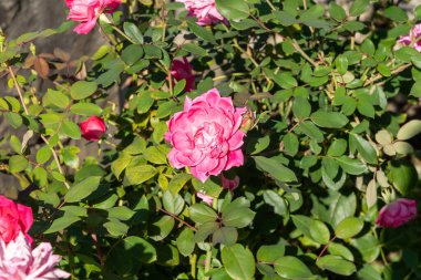 Close-up of vibrant Double Pink Knock Out Shrub Roses (Radtkopink) in full bloom, surrounded by lush green leaves, showcasing their radiant beauty on a sunny day. clipart