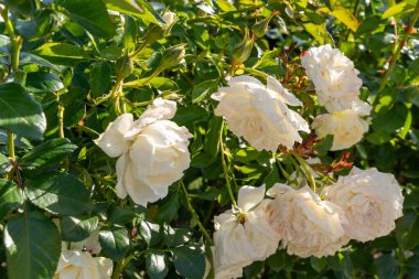 Kutup Ekspresi 'nin yakından görünüşü çiçek açmış çalı gülleri, ılık güneş ışığı altında parlayan kremalı beyaz taç yaprakları. Etrafı yemyeşil yapraklarla çevrili bu güller bir bahçe düzenine zarafet getirir..