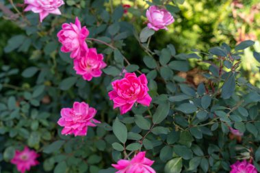 Close-up of vibrant Double Pink Knock Out Shrub Roses Radtkopink in full bloom, surrounded by lush green leaves, showcasing their radiant beauty on a sunny day. clipart