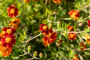 Canlı Signet Marigold çiçekleri yemyeşil bir bahçe ortamında çiçek açıyor. Turuncu ve sarı çiçekler yeşil yapraklara karşı dururlar. Bahçenin güzelliğini ve çeşitliliğini gösterirler..