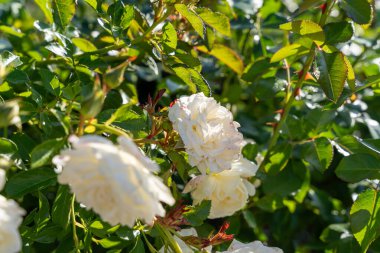 Close-up view of Polar Express shrub roses in full bloom, their creamy white petals glowing under the warm sunlight. Surrounded by lush green foliage, these roses bring elegance to a garden setting. clipart