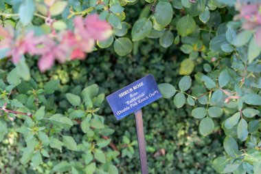 Identification sign for Double Pink Knock Out Shrub Rose Radtkopink surrounded by lush green foliage. The sign highlights the plants name, providing information amidst the natural beauty. clipart