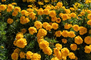 Tagetes Marigold çiçekleri çiçek açmış, parlak sarı-turuncu taç yaprakları sergiliyor. Bereketli bir bahçede, bu canlı çiçekler çarpıcı bir renk ve doğal güzellik gösterisi yaratıyor..